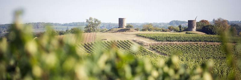 Patrimoine culturel France, art de vivre, château, vignoble